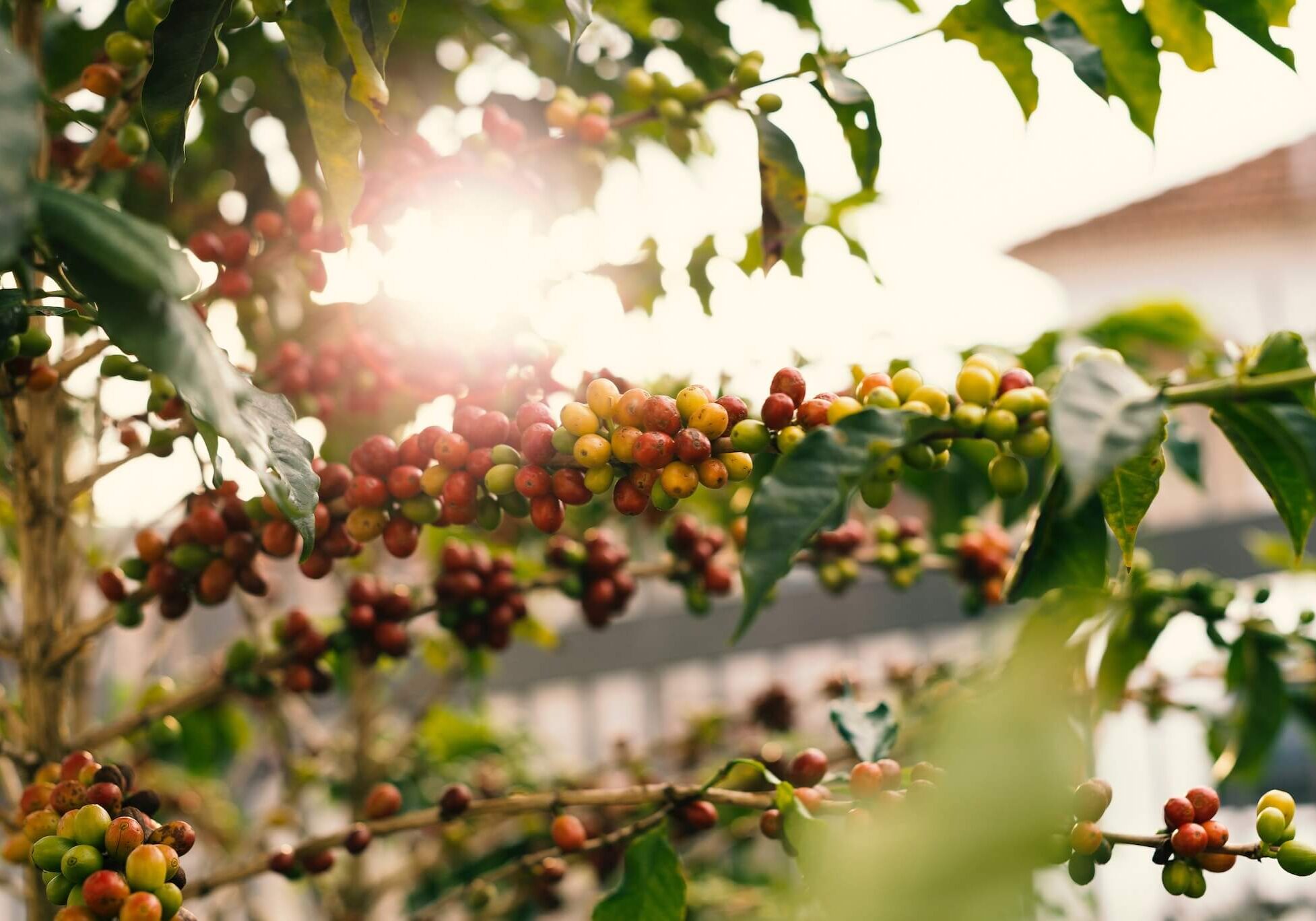 pexels-daniel-reche-1556665